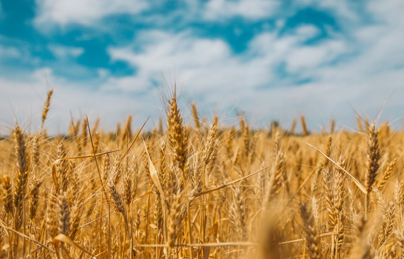 Campo di grano, cielo blu.