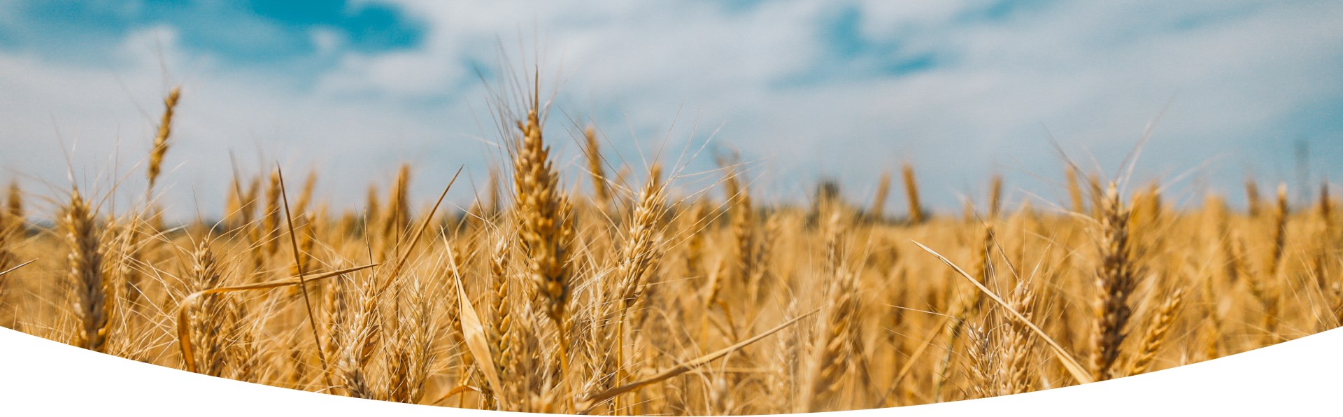 Cornfield, blue sky