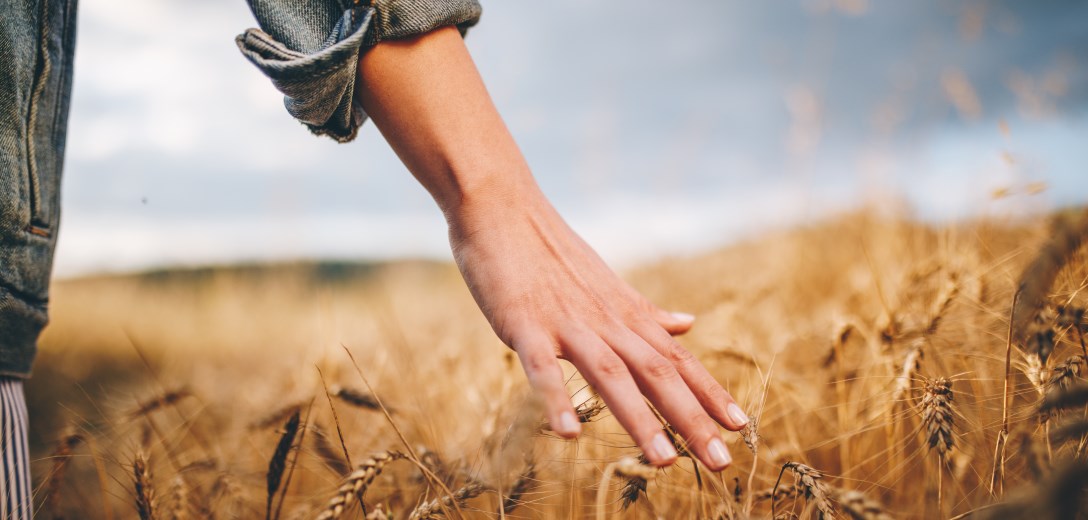 Frauenhand die Kornhalme in einem Kornfeld berührt.