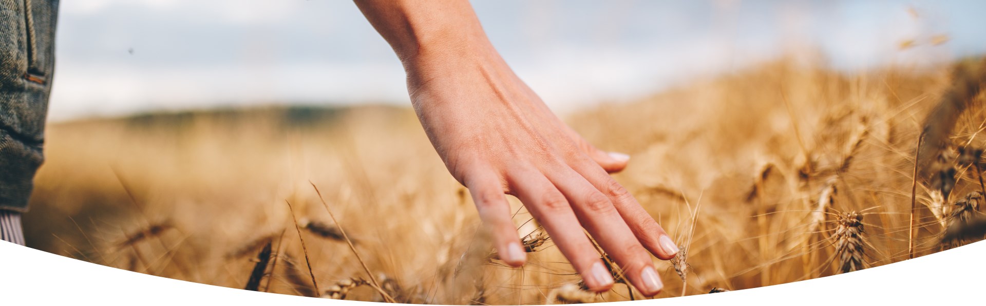 Woman's hand touches the stalks of corn in a cornfield.